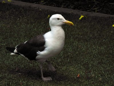 seagull.