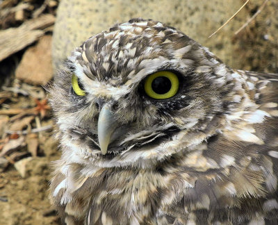 Burrowing Owl