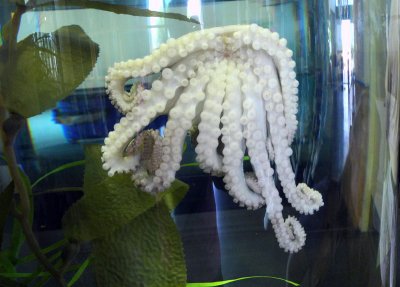Octapuse