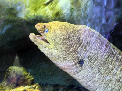 Moray Eel Head