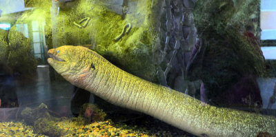 Moray Eel