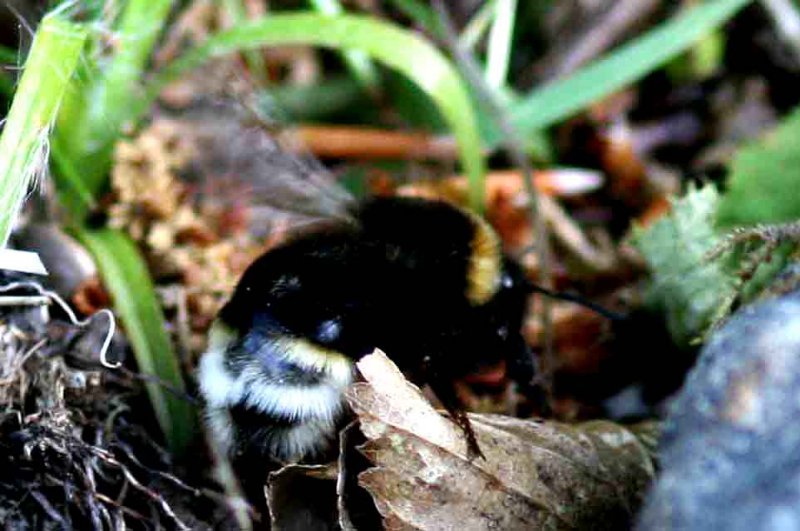 Bombus vestalis (sydsnylthumla) Sjarp (Bl) 110520 Stefan Lithner