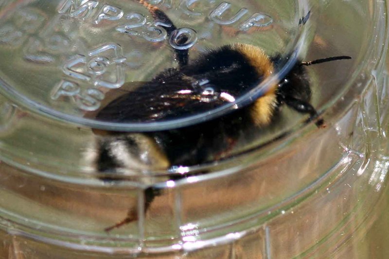 Bombus vestalis (sydsnylthumla) Sjarp 110520 - showing yellow spots on T3. Stefan Lithner