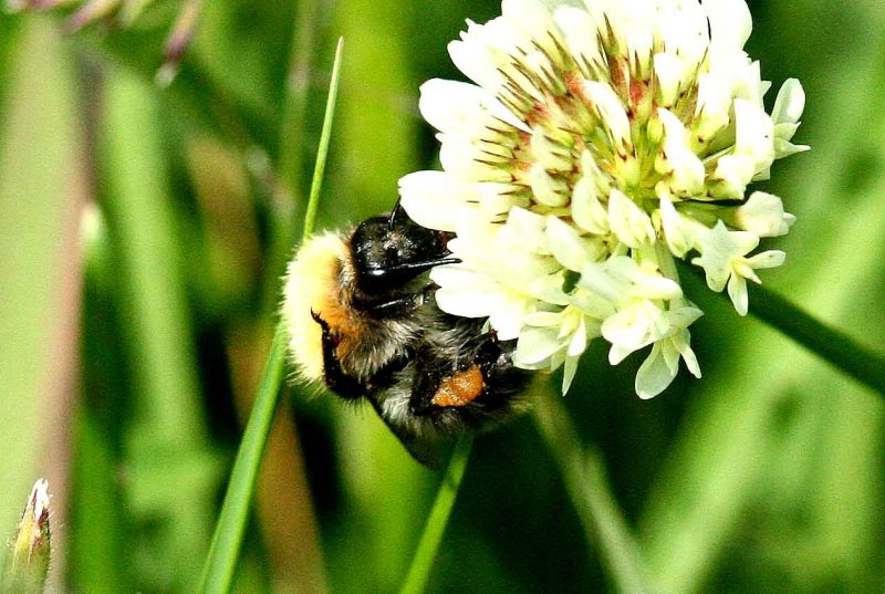 Bombus pascuorum (kerhumla) Herkules (Sk) 110616. Stefan Lithner
