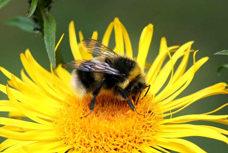 Bombus terrestris (mrk jordhumla) male Lenstad (l) 110620. Stefan Lithner