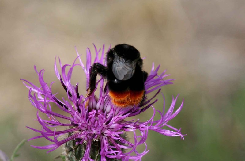 Bombus lapidarius (stenhumla) Tvelsrumssen (l) 110620. Stefan Lithner