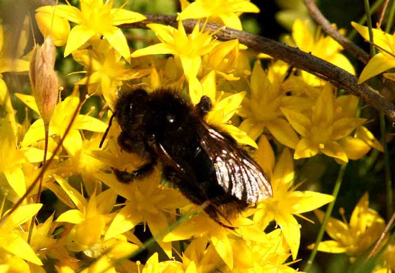 Bombus campestris (kersnylthumla) melanistic V (Sk) 110627. Stefan Lithner
