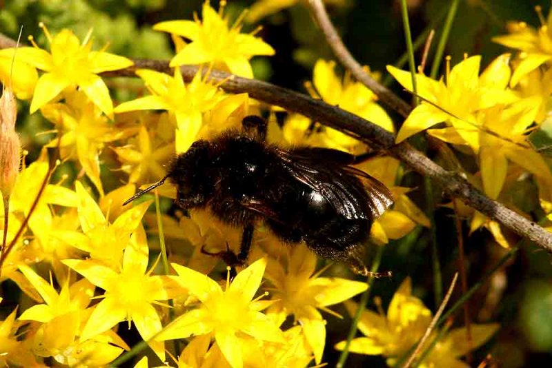 Bombus campestris (kersnylthumla) melanistic V (Sk) 110627. Stefan Lithner_IMG_9596_kersnylthumla V 110627.jpg
