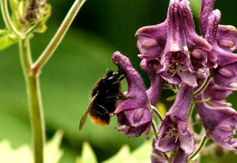 Bombus wurflenii (tjuvhumla) Vivallen-Funsdalen (Hjd) 110703. Stefan Lithner