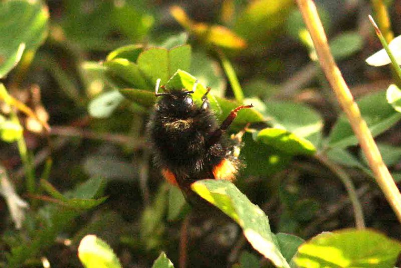 Bombus monticola (berghumla) female Klimpfjll (Lpl) 110705. Stefan Lithner