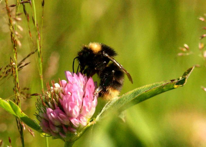 Bombus lapponicus (lapphumla) Vnnsberget (Nb) 1107108. Stefan Lithner