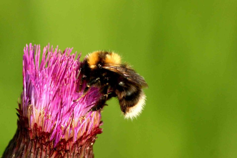 Bombus jonellus (ljunghumla) Anabcken (LuLpm) 110709. Stefan Lithner