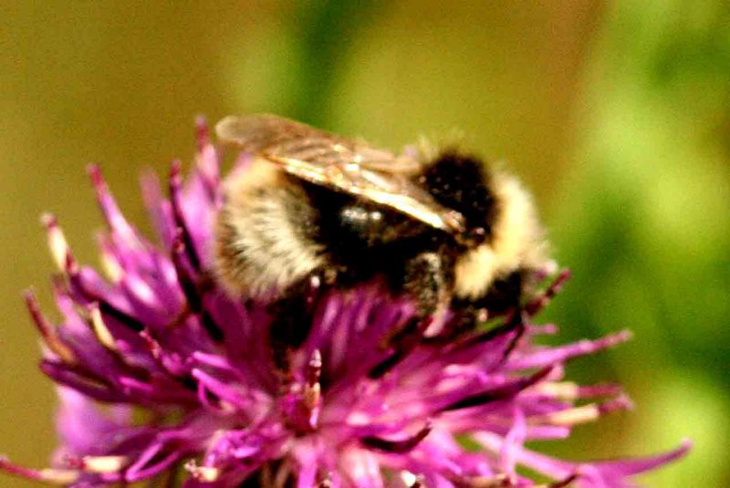 Bombus sylvestris (ngssnylthumla) Brabygd (Bl) 110725. Stefan Lithner