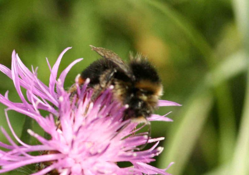 Bombus lapidarius (stenhumla) male Jordtoropssen-stttan 110813. Stefan Lithner