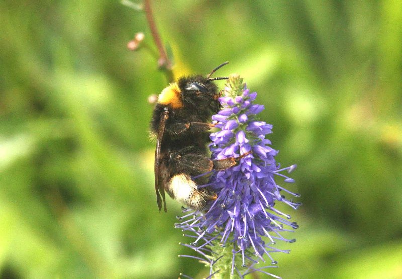 Bombus bohemicus (jordsnylthumla) Jordtorpssen (l) 110813. Stefan Lithner