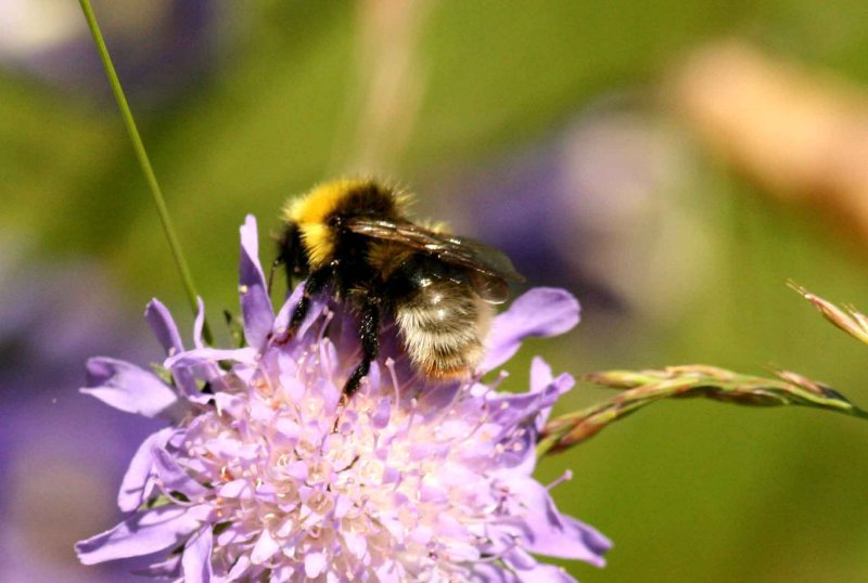 Bombus norvegicus (hussnylthumla) male Brabygd (Bl) 110627. Atefan Lithner