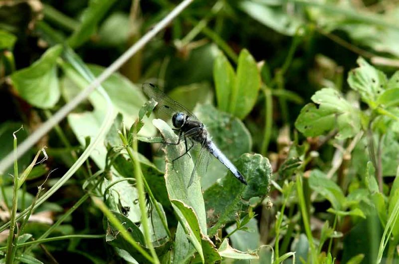 Libellula fulva (spetsflckad trollslnda) Brabygd (Bl) 110615. Stefan Lithner