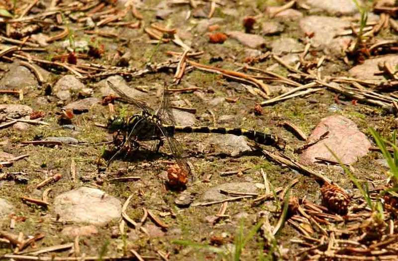 Onychogomphus forcipatus (stenflodtrollslnda) Brabygd (Bl) 110624. Stefan Lithner