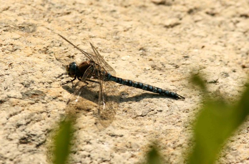 Aeshna caerulea (fjllmosaikslnda) Anabckenomr (Lu Lpm) 110709. Stefan Lithner
