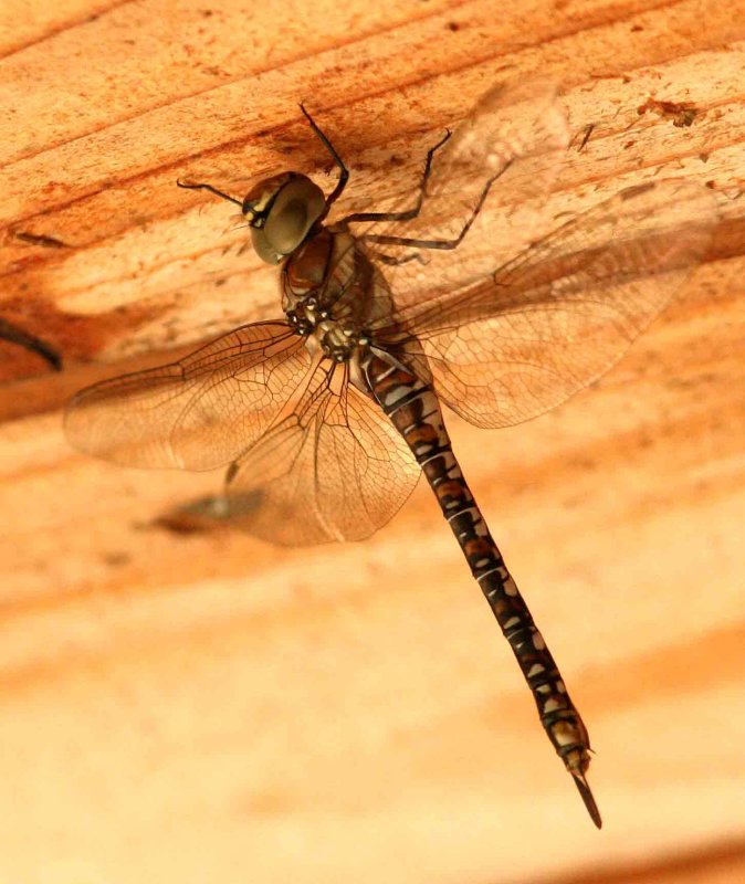Aeshna mixta (hstmosaikslnda) Ottenby (l) 110801. Stefan Lithner