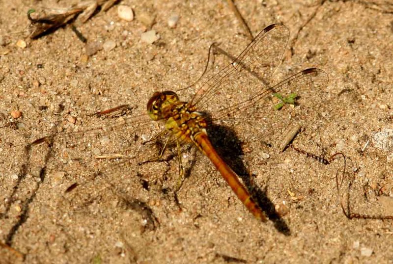 Sympetrum vulgatum (tegelrd ngstrollslnda) Mossagrden-Veberd (Sk) 110803. Stefan Lithner