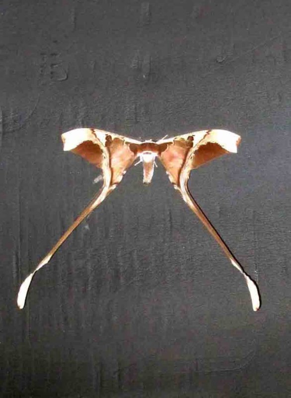 Copiopteryx semiramis Bugmaniac REGUA 111120. Photo Stefan Lithner