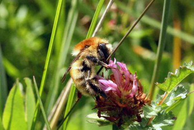 Bombus in Sweden 2011