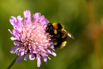 Bombus bohemicus (jordsnylthumla) Lenstad (l) 110620. Stefan Lithner