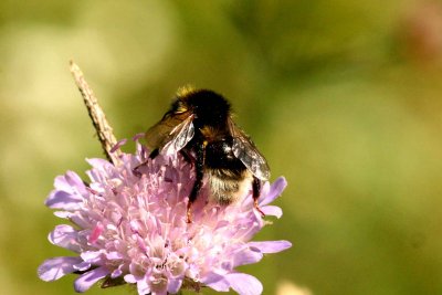 Bombus bohemicus (jordsnylthumla) Lenstad (l) 110620. Stefan Lithner