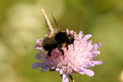 Bombus bohemicus (jordsnylthumla) Lenstad (l) 110620. Stefan Lithner