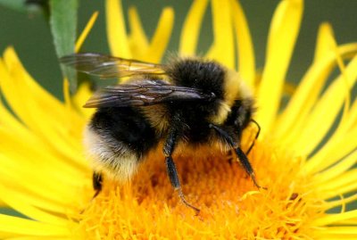 Bombus terrestris (mrk jordhumla) male Lenstad (l) 110620. Stefan Lithner