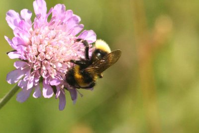 Bombus hortorum (trdgrdshumla) Lenstad (l) 110620. Stefan Lithner