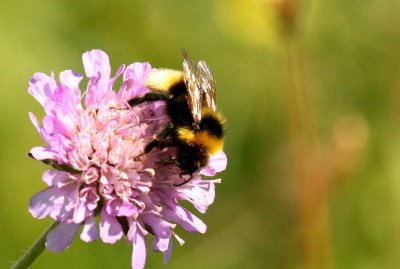 Bombus hortorum (trdgrdshumla) Lenstad (l) 110620. Stefan Lithner