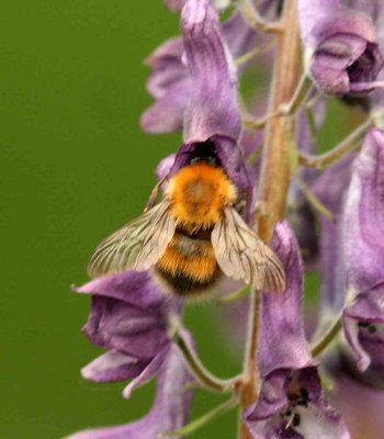 Bombus consobrinus (stormhattshumla) Vivallen-Funsdalen (Hjd) 110704. Stefan Lithner