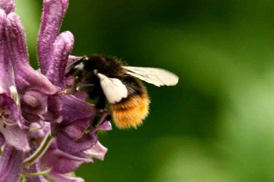 Bombus wurflenii (tjuvhumla) Vivallen-Funsdalen (Hjd) 110703. Stefan Lithner