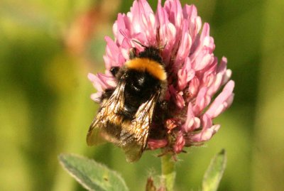 Bombus soroeensis (blklockshumla) Klimpfjll (Lpl) 110705. Stefan Lithner