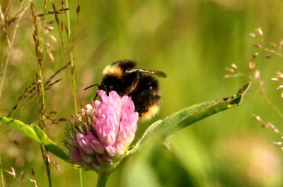 Bombus lapponicus (lapphumla) Vnnsberget (Nb) 1107108. Stefan Lithner