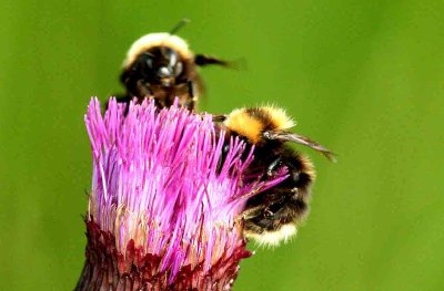 Bombus jonellus (ljunghumla) Anabcken (LuLpm) 110709. Stefan Lithner