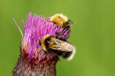 Bombus jonellus (ljunghumla) Anabcken (LuLpm) 110709. Stefan Lithner