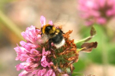 Bombus sporadicus (rallarjordhumla) Anabcken (LuLpm) 110709. Stefan Lithner