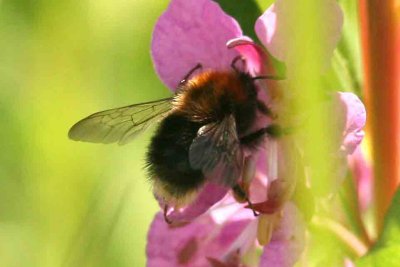 Bombus cingulatus (taigahumla) Luspebryggan-hpl (LuLpm) 110710. Stefan Lithner