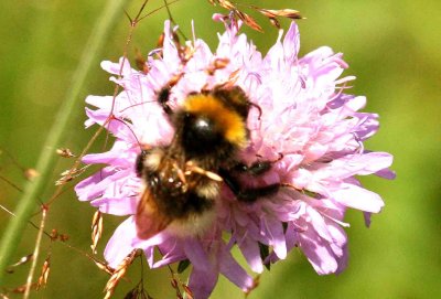 Bombus norvegicus (hussnylthumla) Brabygd  (Bl) 110725. Stefan Lithner