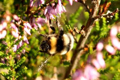 Bombus jonellus (ljunghumla) Linjevgen (Bl) 110727. Stefan Lithner