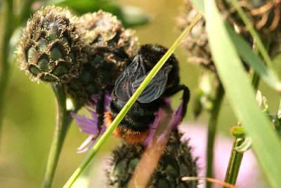 Bombus rupestris (stensnylthumla) Grdslv (Sk) 110803. Stefan Lithner