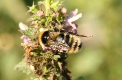 Bombus subterraneus (vallhumla) Smedsgrd-Kpinge (Sk) 110803.jpg