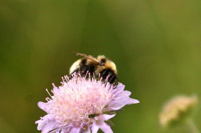 Bombus barbutellus (trdgrdssnylthumla) Tyringe (Sk) 110808. Stefan Lithner