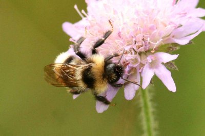 Bombus barbutellus (trdgrdssnylthumla) Tyringe (Sk) 110808. Stefan Lithner