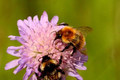 Bombus pascuorum (kerhumla) Tyringe (Sk) 110808. Stefan Lithner