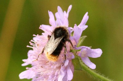 Bombus sylvarum (haghumla) Tyringe (Sk) 110808. Stefan Lithner