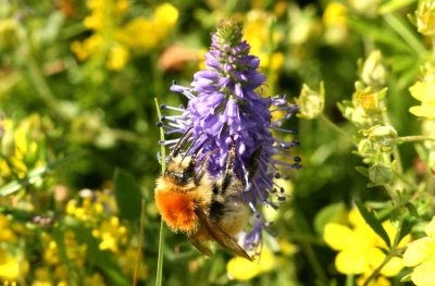 Bmbus muscorum (mosshumla) Jordtorpssen-sen (l) 110813. Stefan Lithner